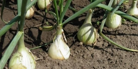 Kako hraniti luk u proljeće zasađen prije zime